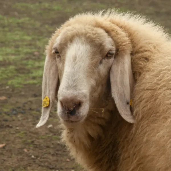 Biohof Weller