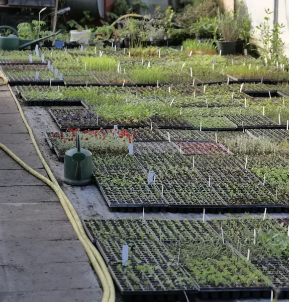 Gärtnerei StaudenSpatz