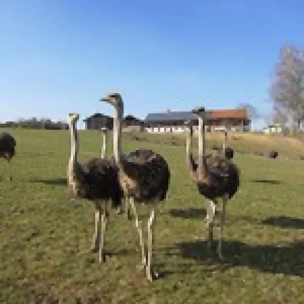 Straußenhof Chiemgau