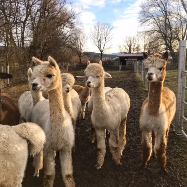 Saliterhof Alpaka