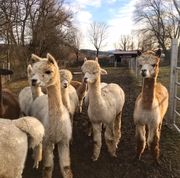 Saliterhof Alpaka
