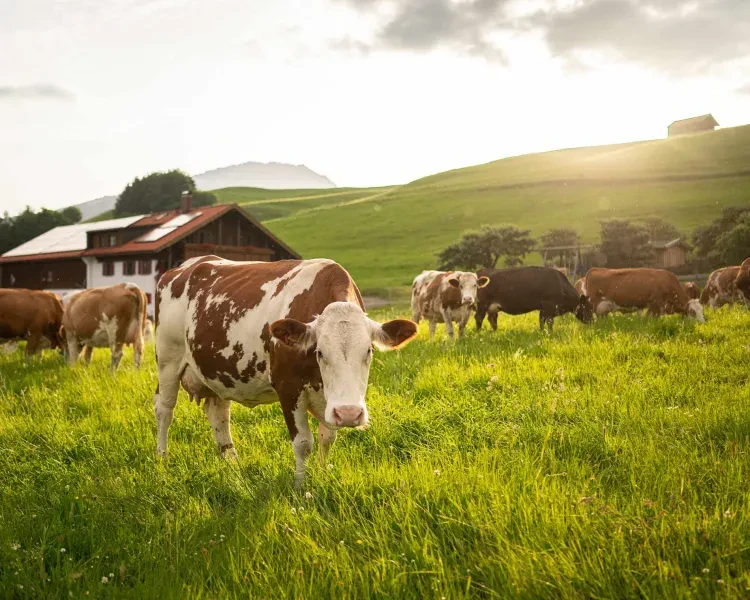 Naturgut Allgäu