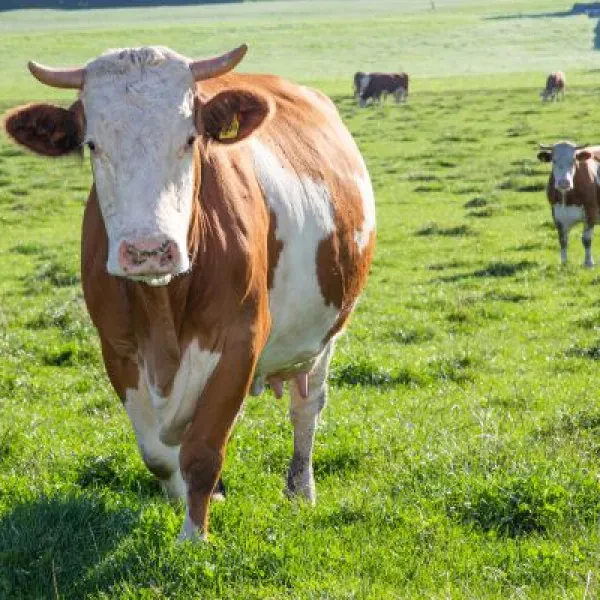 Hofmolkerei Zum Marx