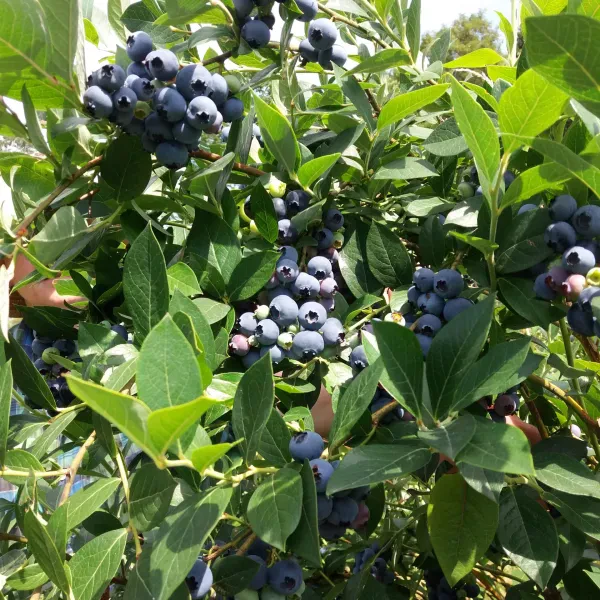 Biobeeren Anetzberger