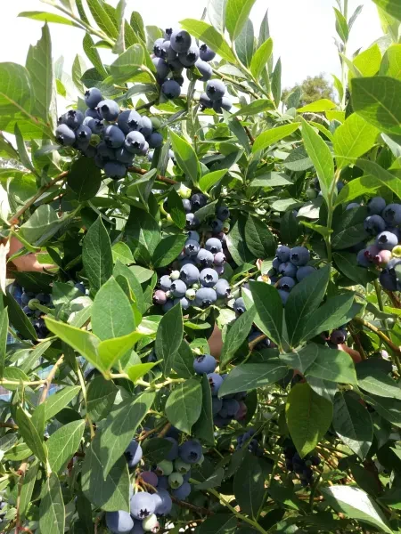 Biobeeren Anetzberger