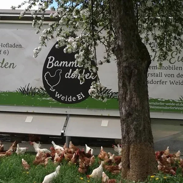 Bammersdorfer WeideEi