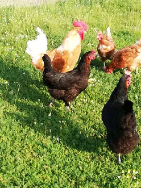 Krottenthaler Landeier